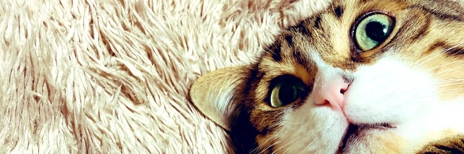 おてぃむてゃ🐈‍⬛✰⋆｡:ﾟ･*☽*ﾟ banner