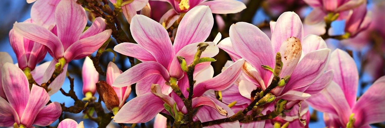 Queen of the F’n South™️ banner