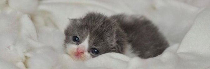 ྀᖭ༏ᖫི banner