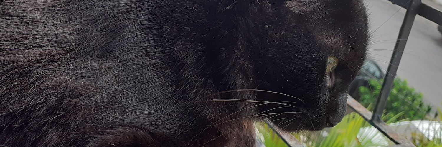 yolaferraz's profile banner image