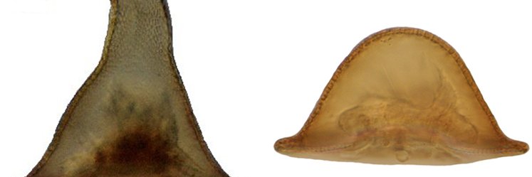 Daniel Lahr banner