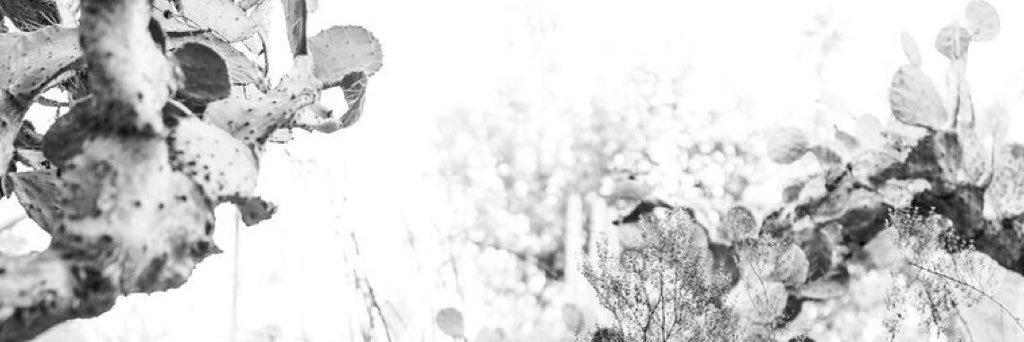 phoenixishaute's profile banner image