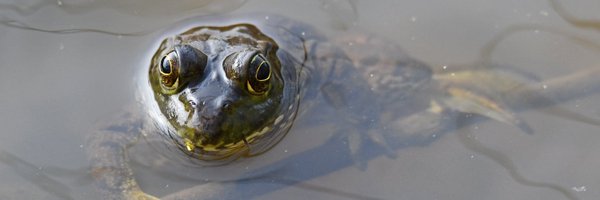 WillCoForests Profile Banner