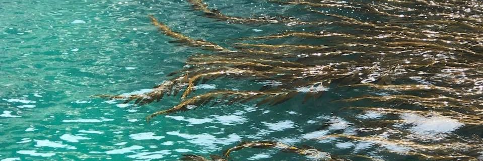 Mary Lynne Vellinga banner