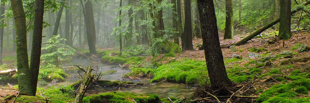 StupidMinotaur banner