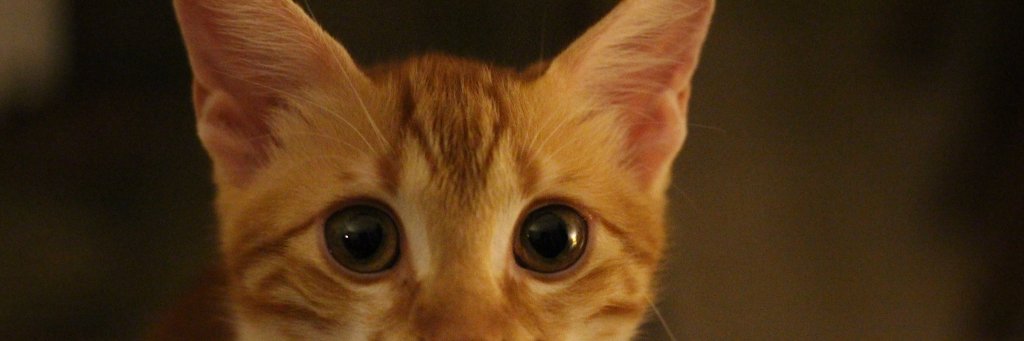 dalgacimamut's profile banner image