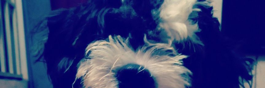 yahx_ali's profile banner image