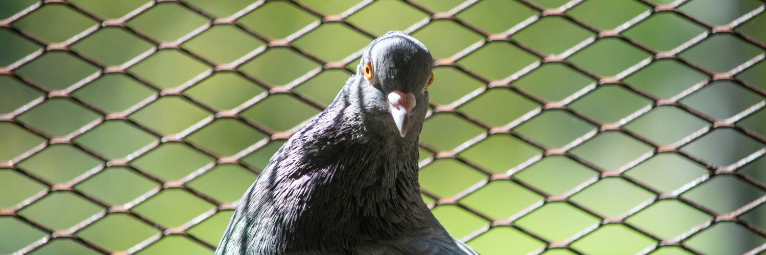 Dariusz Grochal banner