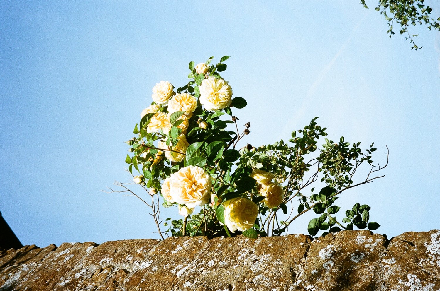 Olympia L K Campbell's banner