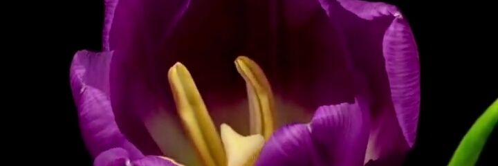 I am Jun 🔮 Fan Account BTS &LISA💜🌷💛JUNGKOOK banner