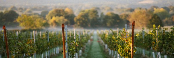 SussexModern Profile Banner