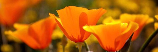 365Slidell Profile Banner