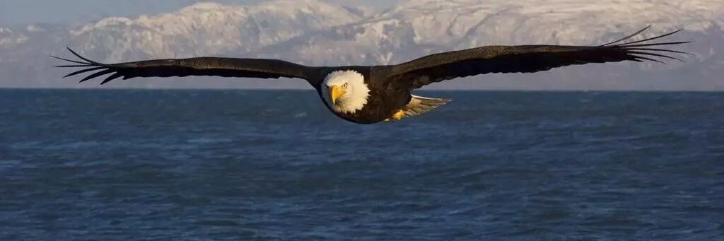 Eaglestar51st's profile banner image