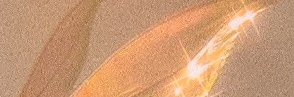 shnzh17's profile banner image