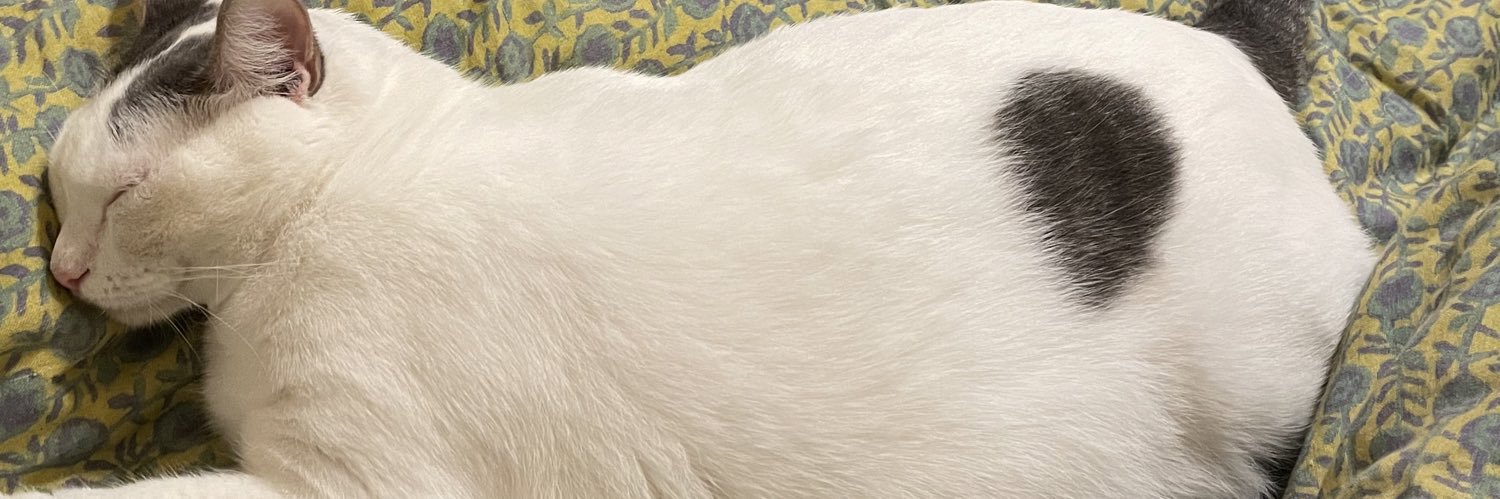 lia42O's profile banner image