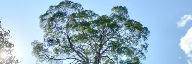 budidayak's profile banner image