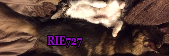RIE727GIGS's profile banner image