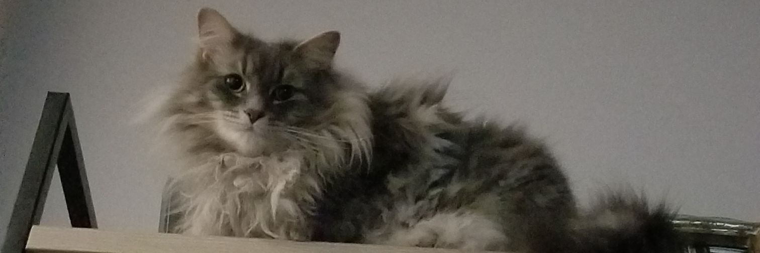 moneycatOG's profile banner image