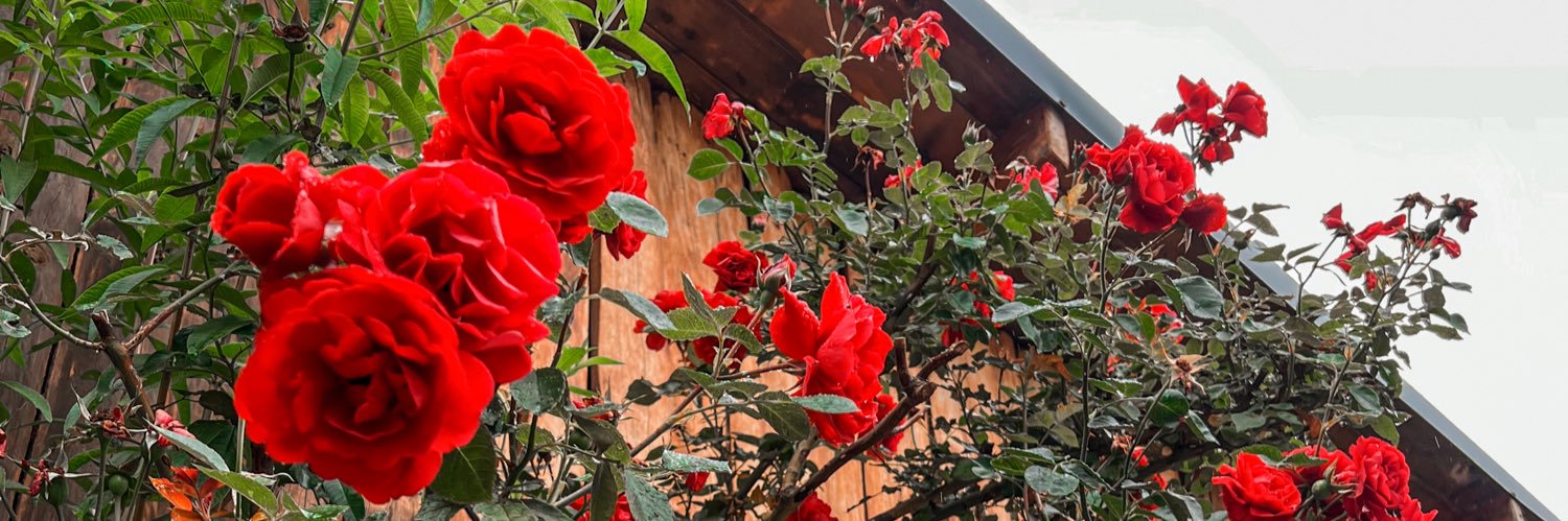 DelRossoSol's profile banner image