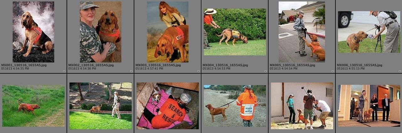 caninesearchdog's profile banner image