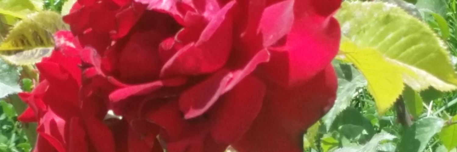 abusufian123's profile banner image