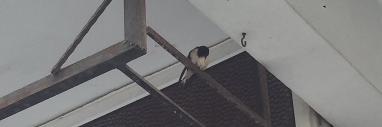 merry_birb's profile banner image