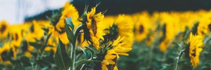 AlliahSoftielle's profile banner image