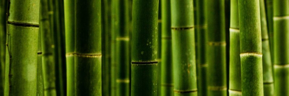 Romarin241's profile banner image