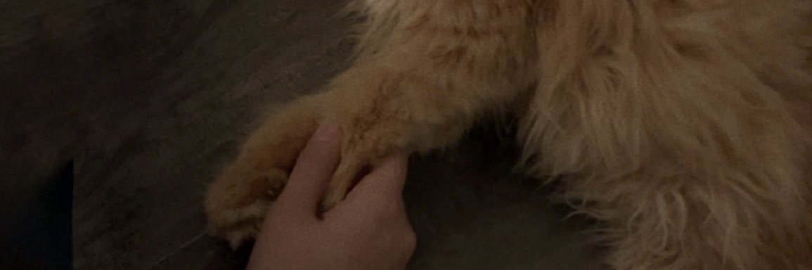IMAYAR1312's profile banner image