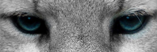 CSHSCougarClub Profile Banner