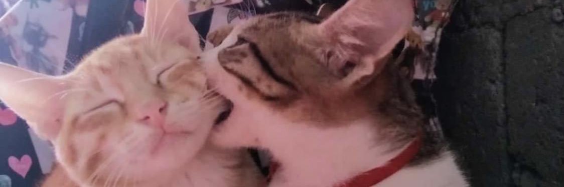 _haruwu_'s profile banner image