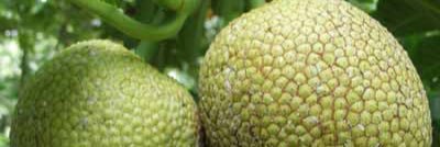 BreadFruit_Crew's profile banner image