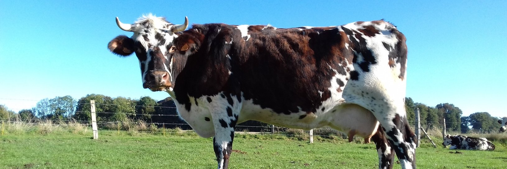 Delphine L.🚜🌽🐮🌾 banner