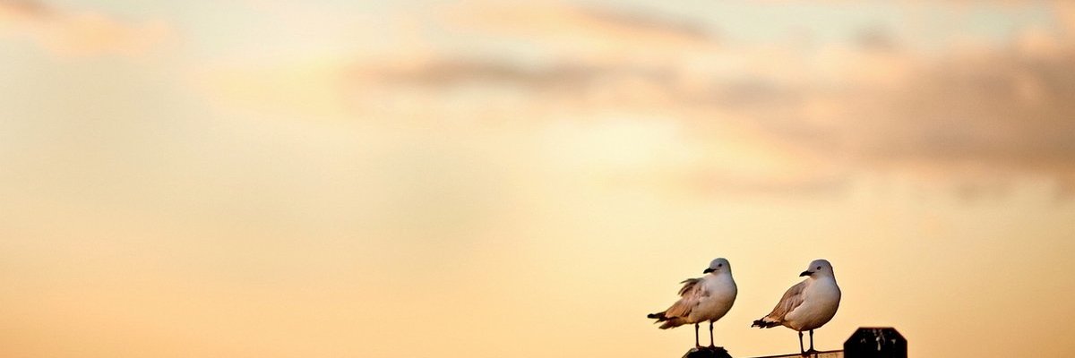 OrtaYol7's profile banner image