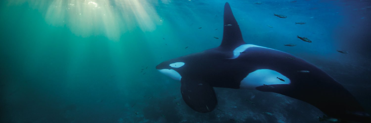 Anthony Caronna banner