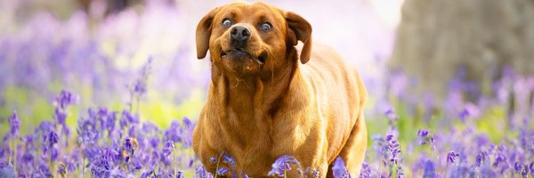 ACountryChap Profile Banner