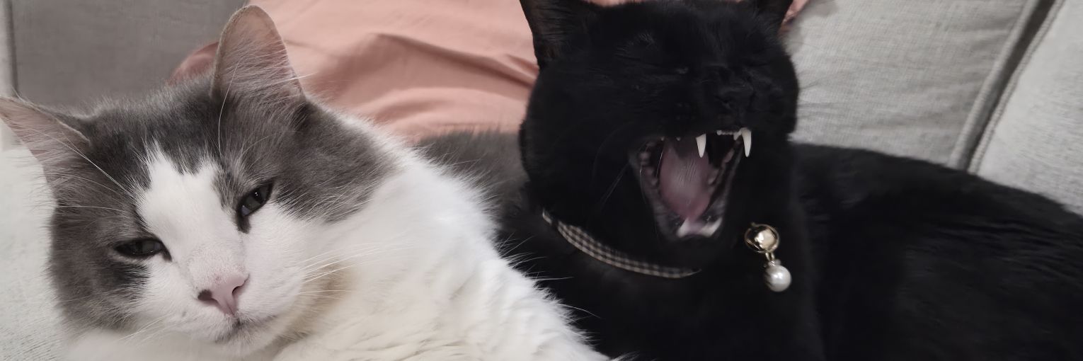 lameasscat's profile banner image