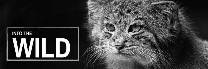 Bobbie D. Johnson banner