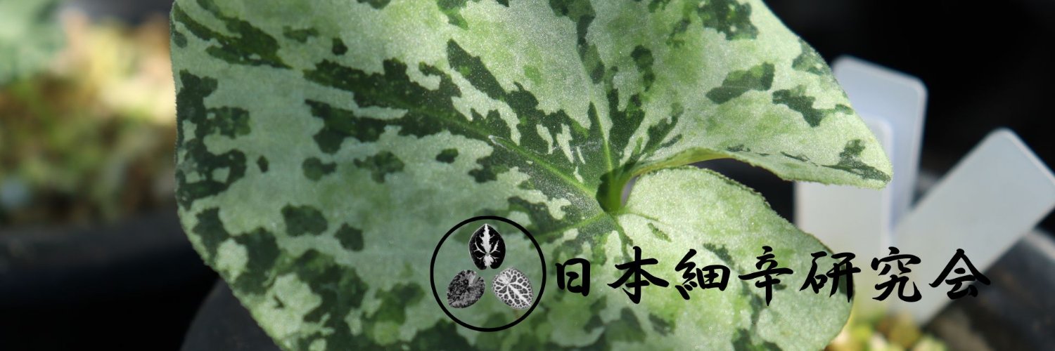 megumiio225's profile banner image