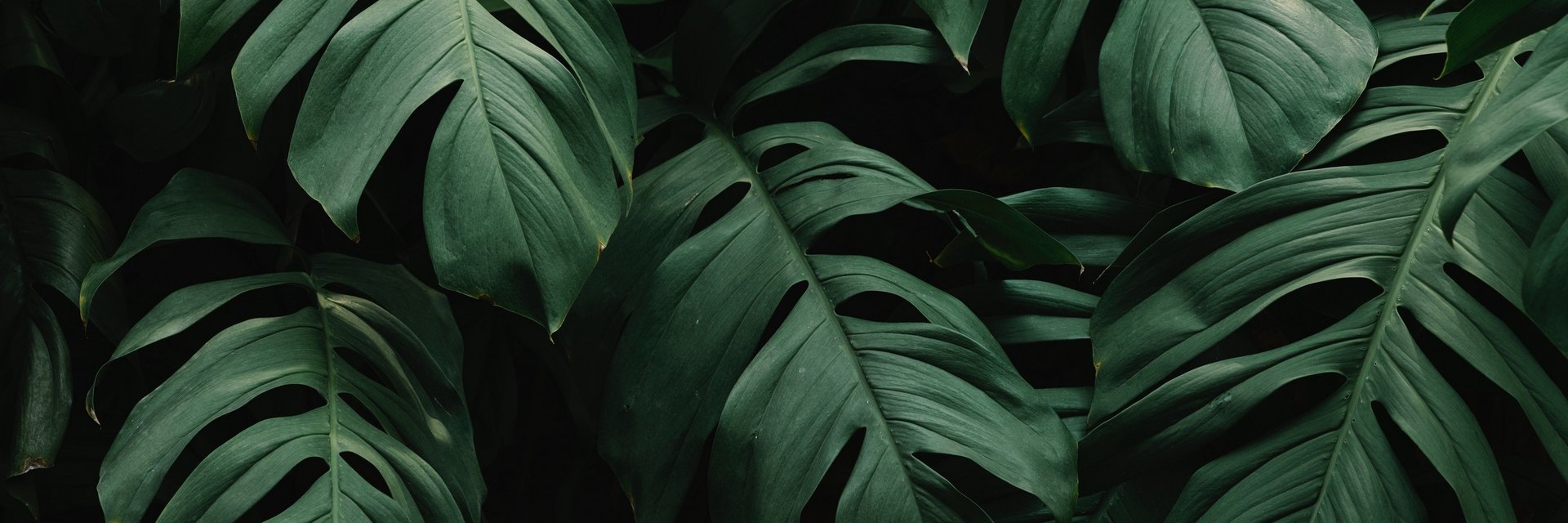 linusgraphics's profile banner image