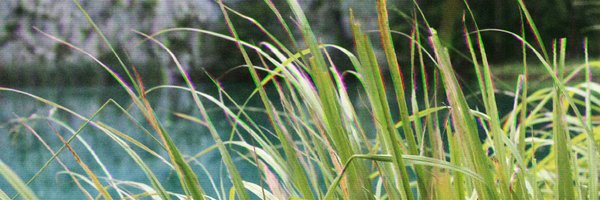 ZoraTheCat Profile Banner