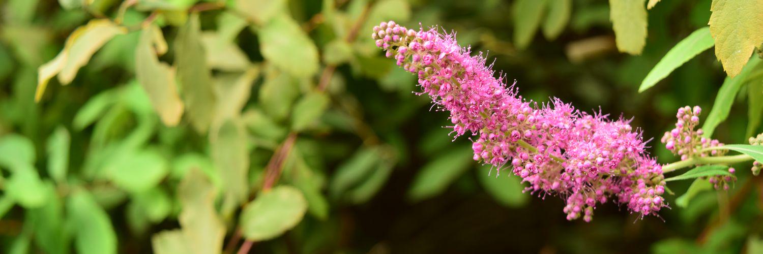 Beaux-Riel Walton banner