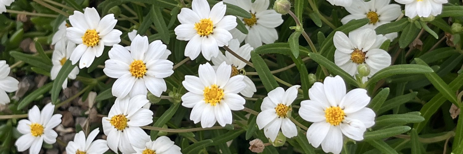 סופי king dyke banner