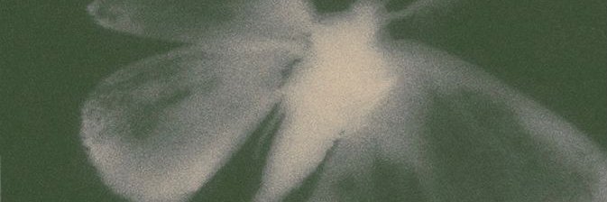 Daniela 🌸 banner