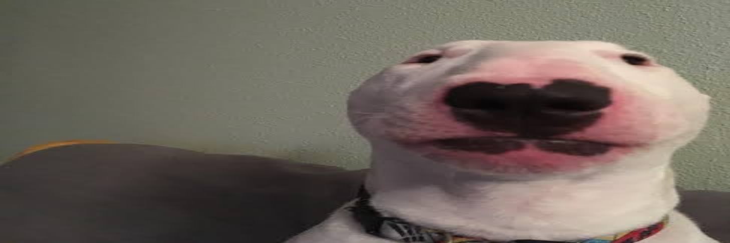 b̶ͫ̒̅̃͗̏̌ͤ͜҉̴̷̷̵̨̧͢͜͢͝͠ṟͭ͛̎̈ͨ 🐀 banner