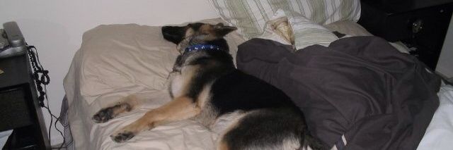 Miguel "Mig" Morgado banner