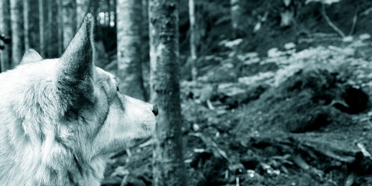 Jackie Kelly | Awarewolf Creative banner