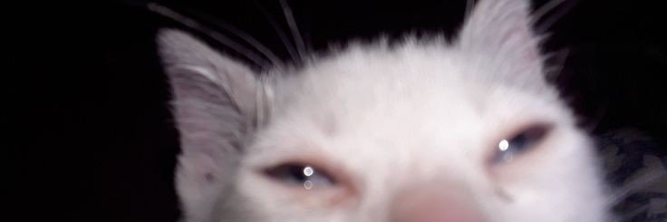 índigo do nordeste banner