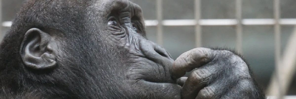 obyno2man's profile banner image