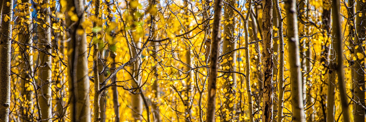 ArborValley's profile banner image